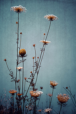 포토 JPG 해외이미지 식물 디자인 계절 꽃잎 꽃 꽃다발 백그라운드 꽃무늬 자연 벽지 추상 건조 사람없음 장식 여름 정원 어둠 봄 공백 수확 골동품 벚꽃 시골 개화 부식 질감 복고 내추럴 그런지 세피아 엘리먼트 옛날 카피스페이스 해외포토 무늬 농업 촬영기법 생태계 파일형식 이미지허브