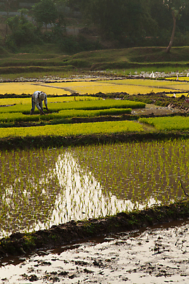 포토 JPG 해외이미지 전통 문화 음식 밥 풍경 사람없음 물 농작물 농장 노란색 소 농부 논밭 해외포토 자연요소 직업 컬러 밭 농업 포유류 논 파일형식 이미지허브