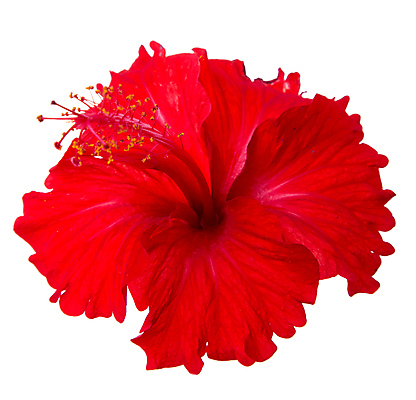 포토 JPG 해외이미지 식물 꽃잎 꽃 줄기 분홍색 잎 꽃무늬 자연 발렌타인데이 사람없음 빨간색 초록색 머리 봄 활발 개화 싱글 꽃가루 꽃수술 히비스커스 해외포토 계절 컬러 컨셉 무늬 데이이벤트 신체부위 가루 생태계 파일형식 이미지허브