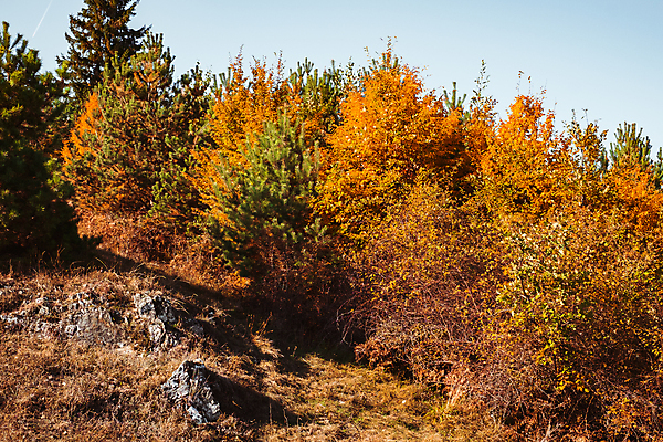 포토 JPG 해외이미지 나무 식물 계절 공원 백그라운드 잎 밭 오렌지 자연 하늘 날씨 풍경 사람없음 야외 목재 빨간색 초록색 물 여름 파란색 빛 컬러풀 햇빛 태양 노란색 환경 맑음 가을 시골 숲 장면 루마니아 내추럴 해외포토 자연요소 공공시설 유럽 컬러 농업 과일 재료 생태계 파일형식 이미지허브