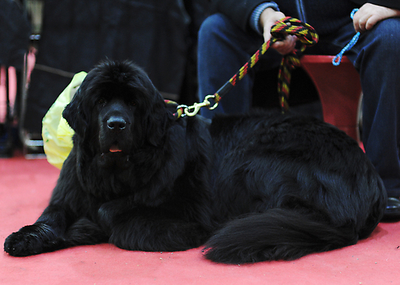 포토 JPG 해외이미지 사람없음 반려동물 개 해외포토 동물 포유류 파일형식 이미지허브