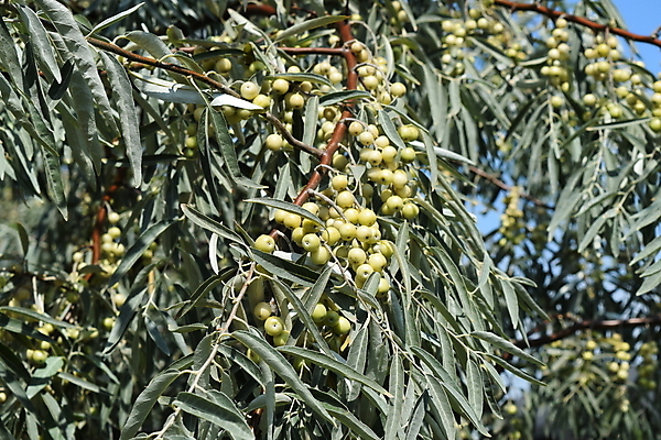 포토 JPG 해외이미지 나무 식물 공원 음식 모래 바다 백그라운드 잎 자연 하늘 풍경 사람없음 야외 목재 장식 모래사장 정원 식사 덮개 나뭇가지 시골 실 은색 먹기 허브 관목 먼지 장면 목공예 천국 흐림 내추럴 수목 해외포토 공공시설 컬러 재료 모션 날씨 뚜껑 공예 생태계 파일형식 이미지허브