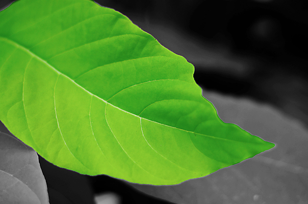 포토 JPG 해외이미지 나무 식물 디자인 계절 백그라운드 잎 패턴 자연 미술 사람없음 야외 장식 빨간색 초록색 여름 컬러풀 노란색 가을 질감 내추럴 해외포토 컬러 무늬 문화예술 생태계 파일형식 이미지허브