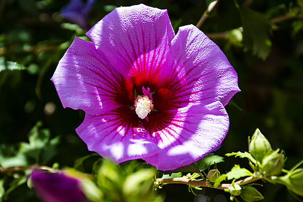 포토 JPG 해외이미지 식물 디자인 꽃잎 꽃 분홍색 백그라운드 잎 꽃무늬 패턴 자연 수채화 손바닥 미술 사람없음 장식 빨간색 초록색 여름 유행 정원 봄 수확 벚꽃 흰색 신용카드 개화 인쇄 그림 초대 내추럴 고립 이국적 파라다이스 히비스커스 해외포토 손 계절 컬러 무늬 농업 문화예술 금융 생태계 파일형식 이미지허브