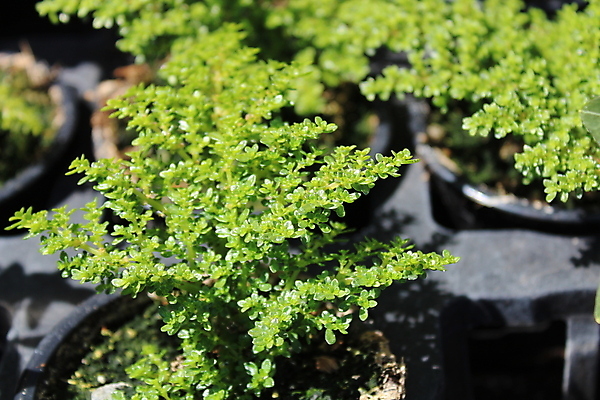 포토 JPG 해외이미지 식물 자연 사람없음 야외 정원 내추럴 해외포토 생태계 파일형식 이미지허브