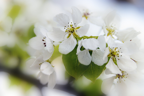 포토 JPG 해외이미지 나무 식물 계절 꽃잎 꽃 분홍색 백그라운드 잎 꽃무늬 패턴 과일 자연 하늘 프레임 사람없음 야외 초록색 여름 빛 컬러풀 태양 환경 정원 봄 성장 벚꽃 흰색 나뭇가지 시골 신선 신용카드 개화 체리 사과 과수원 질감 내추럴 꽃수술 해외포토 자연요소 컬러 무늬 농업 금융 생태계 파일형식 이미지허브