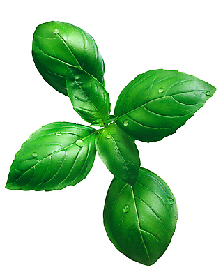 포토 JPG 해외이미지 식물 클리핑패스 잎 사람없음 초록색 이탈리아 흰색 신선 최고 지중해 허브 향신료 유기농 바질 고립 해외포토 웰빙 유럽 바다 컬러 향미료 파일형식 이미지허브