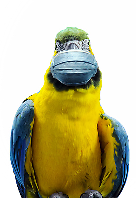 포토 JPG 해외이미지 동물 얼굴 야생동물 백그라운드 날개 자연 조류 건강 가면 사람없음 파란색 반려동물 약 바이러스 호흡 보호 질병 깃털 예방 부리 앵무새 전염 박테리아 고립 돌봄 백신 스모그 위생관리 이국적 인플루엔자 전염병 필터 해외포토 컬러 컨셉 의학 모션 관리 신체부위 생태계 감염 파일형식 이미지허브