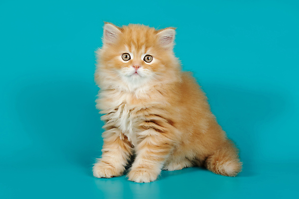 포토 JPG 해외이미지 동물 1 응시 백그라운드 포유류 자연 털 사람없음 반려동물 고양이 회색 흰색 얼룩무늬 솜털 산악지대 고립 기르기 직진 스코틀랜드 해외포토 시선 컬러 무늬 영국 산 생태계 돌봄 파일형식 이미지허브