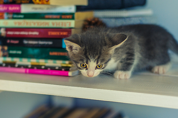 포토 JPG 해외이미지 동물 1 응시 교육 여유 백그라운드 컨셉 포유류 전등 책장 선반 주택 털 사람없음 목재 책 반려동물 스터디 고양이 회색 수확 아기 달콤 도서관 작음 읽기 문학 솜털 원뿔 거짓말 고립 해외포토 도형 나무 시선 감정 컬러 가구 농업 재료 모션 조명 사람 건물 학습 맛 크기 파일형식 이미지허브