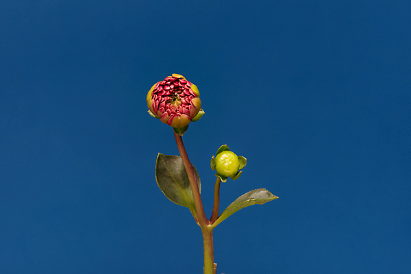 포토 JPG 해외이미지 식물 꽃잎 꽃 백그라운드 잎 꽃무늬 자연 새로움 발렌타인데이 사랑 사람없음 빨간색 초록색 여름 파란색 머리 정원 봄 펼침 성장 벚꽃 개화 변화 닫기 달리아 싱글 아로마 꽃가루 개발 방법 노화 많음 해외포토 계절 감정 컬러 컨셉 무늬 모션 데이이벤트 신체부위 가루 생태계 파일형식 이미지허브