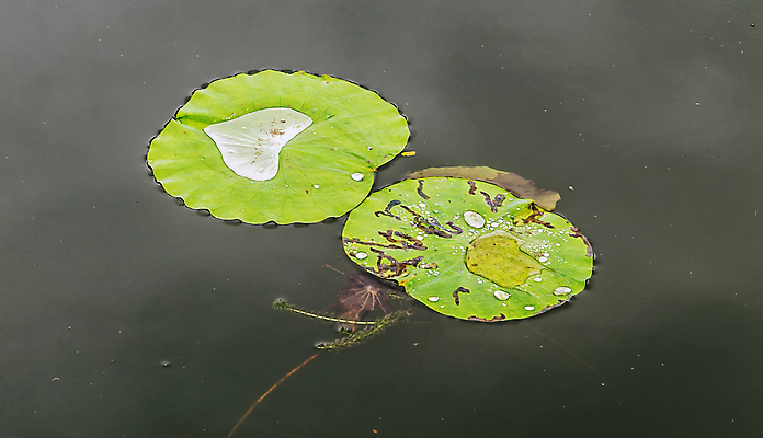 포토 JPG 해외이미지 식물 꽃잎 꽃 아시아 호수 선 백그라운드 잎 꽃무늬 불교 자연 벽지 연꽃 동양인 사람없음 초록색 물 여름 정원 봄 거품 젖음 흐름 벚꽃 물방울 연못 신선 떨어짐 백합 인도인 빗방울 허브 순수 내추럴 해외포토 자연요소 외국인 계절 나라 종교 컬러 컨셉 무늬 인종 비_날씨 생태계 파일형식 이미지허브