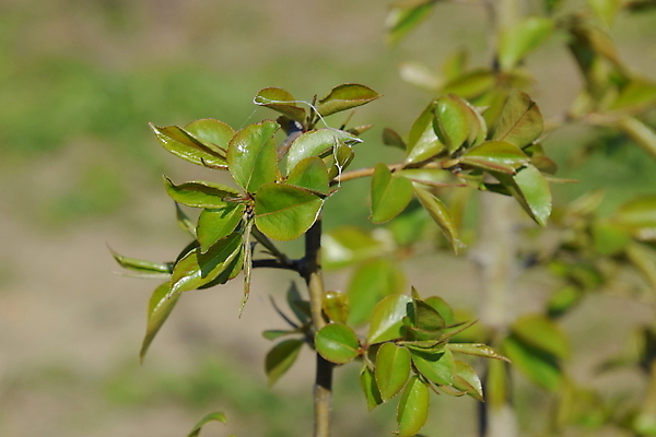 포토 JPG 해외이미지 나무 식물 디자인 계절 꽃 줄기 백그라운드 낙엽 잎 꽃무늬 과일 자연 아침 새로움 사람없음 야외 목재 초록색 정원 봄 성장 벚꽃 흰색 나뭇가지 시간 개화 신장 작음 다발 관목 묘사 오브젝트 원예 아로마 장면 내추럴 해외포토 주간 컬러 컨셉 무늬 재료 취미 비뇨기관 크기 생태계 파일형식 이미지허브