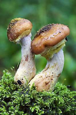 포토 JPG 해외이미지 나무 식물 계절 음식 백그라운드 자연 사람없음 야외 세로 갈색 버섯 성장 가을 흰색 시골 닫기 숲 작음 유기농 날것 곰팡이 삼림지대 캡모자 세련 해외포토 모자_잡화 웰빙 컬러 모션 크기 생태계 파일형식 이미지허브