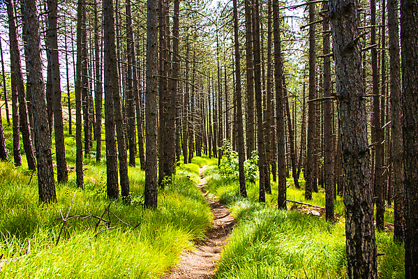 포토 JPG 해외이미지 나무 계절 유럽 도로 길 백그라운드 잎 자국 자연 풍경 사람없음 야외 목재 초록색 빛 태양 환경 이탈리아 트래킹 안개 가을 나뭇가지 시골 숲 오솔길 공상 마법 내추럴 삼림지대 선로 옛날 토스카나 해외포토 자연요소 식물 나라 컬러 재료 교통시설 레저 날씨 생태계 파일형식 이미지허브