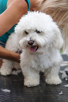 포토 JPG 해외이미지 여자 탁자 실내 한명 상반신 성인 옆모습 반려동물 개 테리어 돌봄 애견미용 애견미용사 성인여자한명만 해외포토 동물 1 뷰포인트 가구 포유류 모션 사람 내부 뷰티 미용사 여자한명만 성인여자만 파일형식 이미지허브