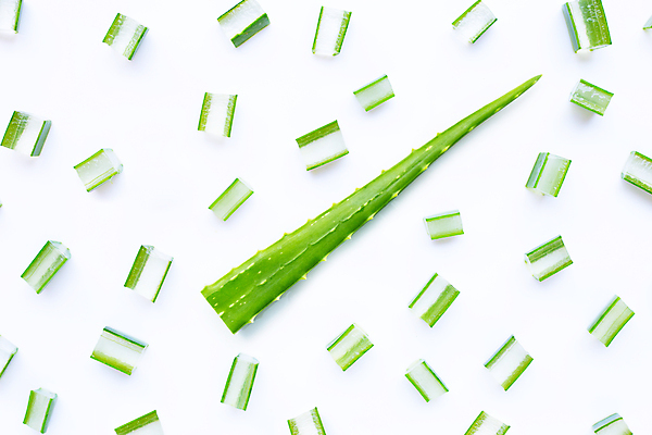 포토 JPG 해외이미지 스튜디오촬영 단면 실내 사람없음 흰배경 알로에 해외포토 식물 백그라운드 내부 흰색 파일형식 이미지허브