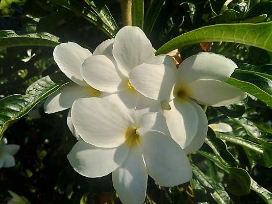 포토 JPG 해외이미지 나무 식물 계절 꽃잎 꽃 아시아 섬 잎 꽃무늬 태국 자연 휴식 종류 사람없음 장식 초록색 탑 정원 스파 놀람 봄 기쁨 벚꽃 흰색 신선 개화 닫기 맛 보케 베트남 아로마 내추럴 엘리먼트 이국적 해외포토 건축물 감정 나라 컬러 컨셉 무늬 모션 표정 동남아시아 생태계 파일형식 이미지허브