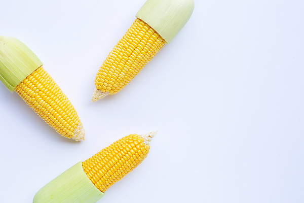 포토 JPG 해외이미지 실내 옥수수 사람없음 세개 흰배경 카피스페이스 해외포토 백그라운드 곡류 3 내부 공백 흰색 파일형식 이미지허브