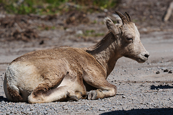 포토 JPG 해외이미지 동물 야생동물 캐나다 포유류 자연 파노라마 종류 풍경 사람없음 야외 환경 양 황무지 생태계 내추럴 동물상 앨버타 해외포토 북아메리카 촬영기법 조형물 파일형식 이미지허브