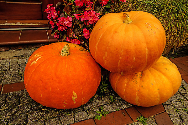 포토 JPG 해외이미지 계절 단풍 채소 사람없음 장식 노란색 가을 큼 서식 스쿼시 흙더미 해외포토 스포츠 컬러 잎 구기 흙 크기 파일형식 더미 이미지허브