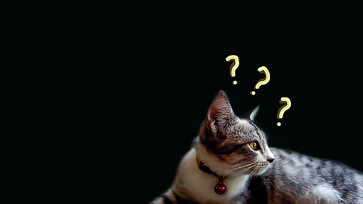 포토 JPG 해외이미지 동물 1 응시 백그라운드 오렌지 장난 포유류 수염 털 실내 미소 사람없음 가로 친구 반려동물 귀여움 보라색 고양이 줄무늬 꿈 듣기 표현 오픈 입 유머 큼 호기심 코 귀 얼룩무늬 고립 섬광 카피스페이스 해외포토 시선 감정 컬러 컨셉 무늬 과일 관계 모션 표정 내부 신체부위 공백 크기 파일형식 이미지허브