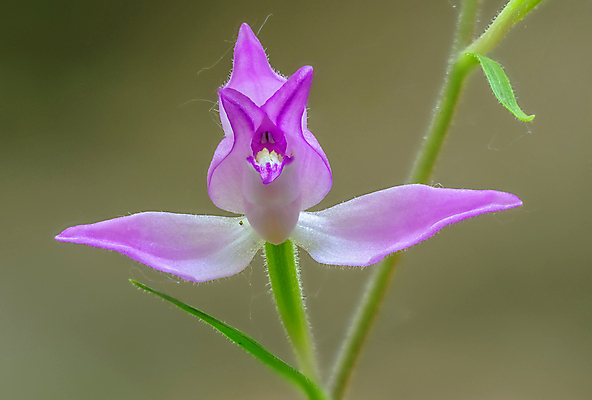 포토 JPG 해외이미지 식물 꽃잎 꽃 유럽 분홍색 백그라운드 꽃무늬 자연 사람없음 가로 초록색 파란색 정원 보라색 봄 이탈리아 성장 벚꽃 흰색 개화 난초 숲 제비꽃 체코 고립 해외포토 계절 나라 컬러 무늬 생태계 파일형식 이미지허브
