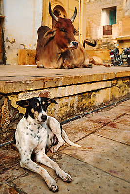 포토 JPG 해외이미지 동물 전통 아시아 종교 문화 여행 포유류 거리 사람없음 반려동물 도시 소 개 인도인 황소 장면 신성 힌두교 해외포토 외국인 나라 동양인 파일형식 이미지허브