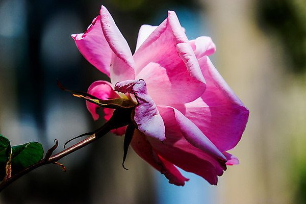 포토 JPG 해외이미지 식물 디자인 꽃잎 꽃 분홍색 결혼 백그라운드 꽃무늬 자연 추상 프레임 선물 사랑 사람없음 물 여름 장미 머리 정원 봄 수확 흰색 생일 개화 복고 창백 해외포토 자연요소 계절 기념일 감정 컬러 무늬 농업 이벤트 신체부위 생태계 파일형식 이미지허브