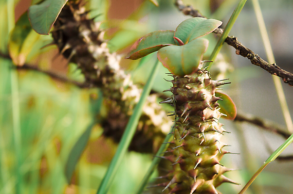 포토 JPG 해외이미지 나무 식물 계절 꽃잎 화초 음식 백그라운드 잎 농업 과일 자연 선인장 사람없음 가로 초록색 여름 컬러풀 정원 들꽃 성장 벚꽃 개화 가시 난초 숲 다발 유기농 날카로움 꽃가루 스파이크 열대기후 해외포토 웰빙 꽃 산업 컬러 가루 생태계 파일형식 이미지허브
