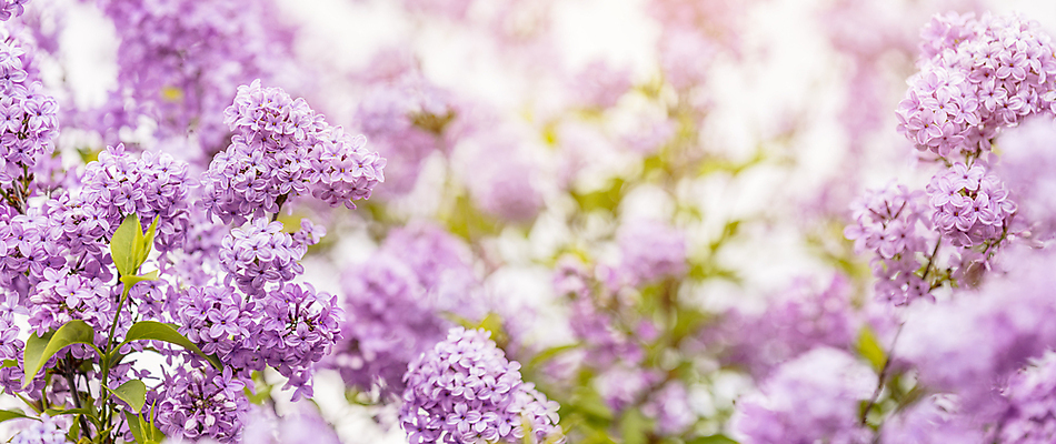 포토 JPG 해외이미지 나무 식물 공원 꽃잎 꽃 지구 꽃다발 백그라운드 잎 밭 자연 하늘 날씨 휴식 창조 선물 풍경 사람없음 장식 초록색 파란색 정원 맑음 보라색 봄 벚꽃 날짜 작음 허브 냄새 브런치 아로마 부드러움 라일락 땅바닥 특별함 해외포토 계절 공공시설 컬러 컨셉 농업 바닥 식사 감각 크기 생태계 파일형식 이미지허브