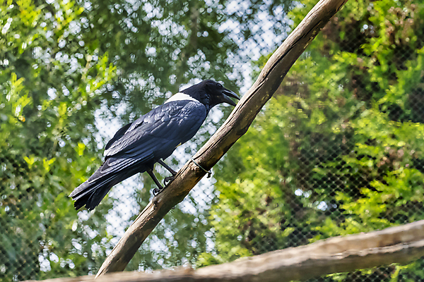 포토 JPG 해외이미지 나무 동물 1 응시 공원 야생동물 백그라운드 아프리카 자연 조류 흑백 종류 사람없음 야외 환경 검은색 흰색 나뭇가지 고독 보호 깃털 싱글 부리 서식지 까마귀 남쪽 계산서 내추럴 경보 마다가스카르 사바나 전국 지능 혼자 해외포토 식물 시선 공공시설 감정 나라 컬러 컨셉 촬영기법 방향 생태계 파일형식 이미지허브