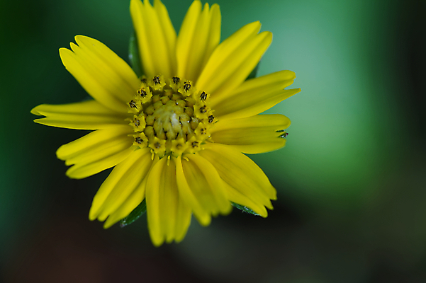 포토 JPG 해외이미지 식물 계절 꽃잎 꽃 줄기 백그라운드 컨셉 잎 꽃무늬 자연 검은배경 사랑 미술 사람없음 초록색 컬러풀 태양 노란색 정원 봄 벚꽃 신선 수분 싱글 유기농 생물학 데이지 꽃가루 녹색배경 카피스페이스 해외포토 자연요소 웰빙 교육 감정 컬러 무늬 문화예술 검은색 공백 가루 생태계 파일형식 이미지허브