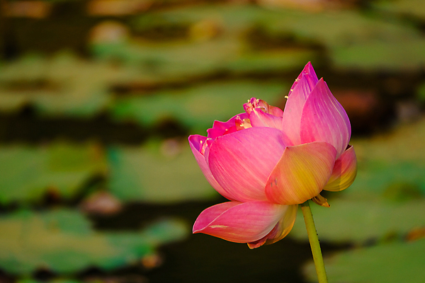 포토 JPG 해외이미지 식물 공원 꽃잎 꽃 아시아 종교 호수 분홍색 백그라운드 잎 꽃무늬 태국 자연 아침 연꽃 동양인 풍경 사람없음 빨간색 초록색 물 여름 햇빛 태양 평화 정원 고요 벚꽃 연못 개화 심볼 순수 동쪽 내추럴 해외포토 주간 자연요소 계절 공공시설 나라 컬러 컨셉 무늬 인종 방향 생태계 파일형식 이미지허브