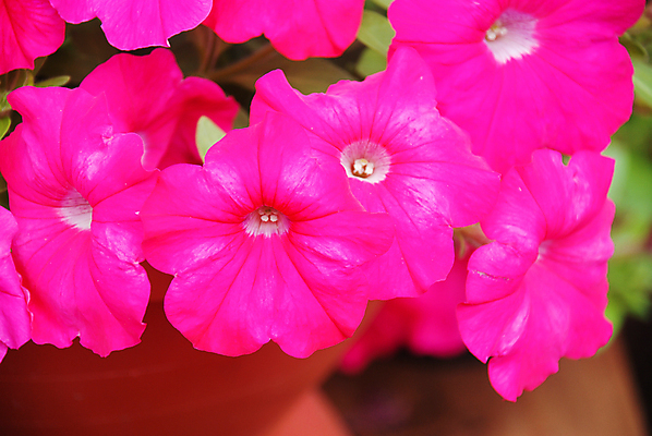 포토 JPG 해외이미지 식물 계절 꽃잎 꽃 분홍색 백그라운드 잎 꽃무늬 밭 자연 매달리기 사람없음 야외 초록색 컬러풀 환경 정원 보라색 봄 성장 벚꽃 흰색 신선 개화 냄비 원예 자연백그라운드 내추럴 생태학 피튜니아 해외포토 교육 컬러 무늬 농업 모션 취미 솥 생태계 파일형식 이미지허브