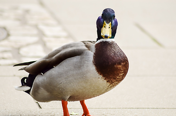포토 JPG 해외이미지 동물 척추동물 남자 길 야생동물 백그라운드 날개 오렌지 자연 조류 오리 사람없음 옆모습 초록색 물 반려동물 컬러풀 갈색 노란색 머리 수영 흰색 습지 자르기 깃털 사냥 부리 물새 청둥오리 계산서 고립 멀티 양발 차단 해외포토 자연요소 뷰포인트 컬러 과일 모션 사람 신체부위 수상스포츠 생태계 파일형식 이미지허브