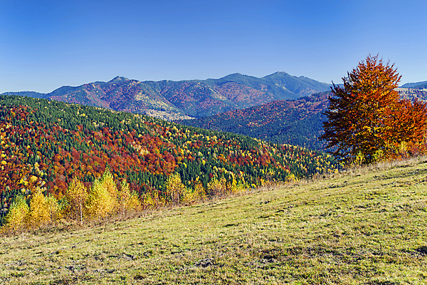 포토 JPG 해외이미지 나무 식물 계절 잎 오렌지 자국 자연 하늘 산 파노라마 풍경 사람없음 야외 빨간색 초록색 빛 컬러풀 농장 노란색 마을 환경 정원 계곡 맑음 하이킹 가을 나뭇가지 시골 황금 정상 숲 9월 언덕 10월 내추럴 절정 해외포토 컬러 농업 과일 레저 날씨 촬영기법 날짜 생태계 파일형식 이미지허브
