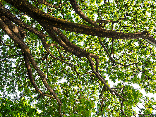 포토 JPG 해외이미지 나무 계절 공원 백그라운드 잎 자연 풍경 사람없음 야외 목재 초록색 여름 빛 햇빛 태양 환경 맑음 나뭇가지 숲 해외포토 자연요소 식물 공공시설 컬러 재료 날씨 생태계 파일형식 이미지허브
