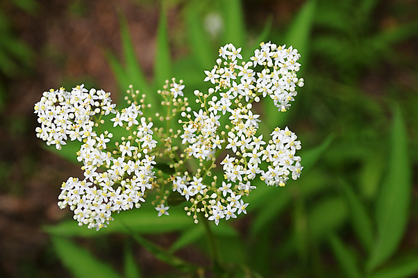 포토 JPG 해외이미지 식물 공원 꽃 분홍색 백그라운드 패턴 자연 사람없음 치료 장식 컬러풀 태양 정원 보라색 놀람 봄 카펫 덮개 흰색 약국 크림 속도 만족 질감 보케 엽서 내추럴 심기 해외포토 자연요소 계절 공공시설 감정 컬러 무늬 의학 모션 표정 뚜껑 편지 생태계 파일형식 이미지허브