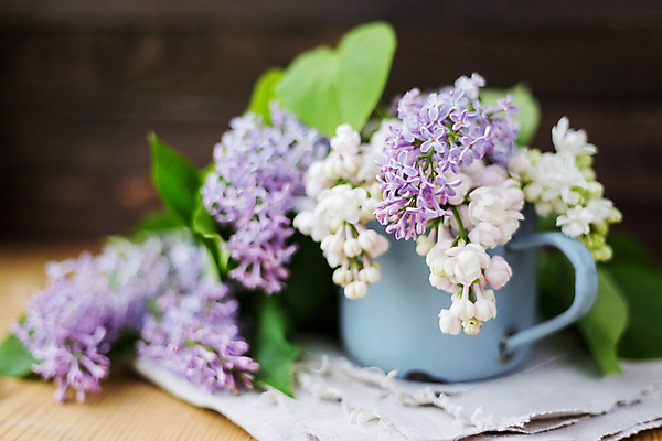 포토 JPG 해외이미지 실내 사람없음 아웃포커스 물뿌리개 라일락 해외포토 꽃 촬영기법 내부 파일형식 이미지허브