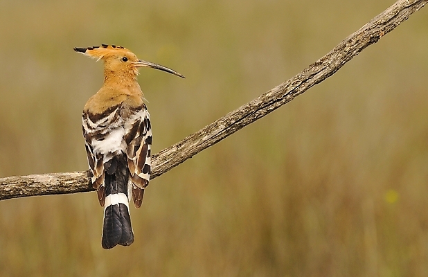 포토 JPG 해외이미지 동물 유럽 야생동물 백그라운드 날개 자연 조류 사람없음 야외 컬러풀 갈색 봄 나뭇가지 먹이 깃털 부리 동물상 해외포토 나무 계절 나라 컬러 조형물 생태계 파일형식 이미지허브