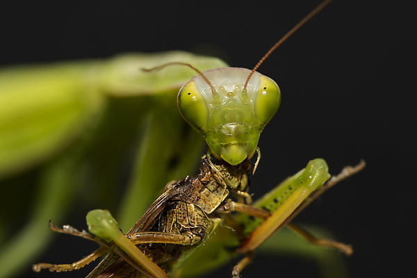 포토 JPG 해외이미지 동물 곤충 날개 자연 사람없음 사냥 육식동물 메뚜기 해외포토 생태계 파일형식 이미지허브