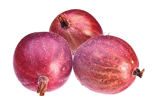 포토 JPG 해외이미지 식물 계절 열매 음식 백그라운드 잎 다이어트 과일 재료 자연 디저트 건강 3 사람없음 가로 빨간색 초록색 수확 성장 신선 그룹 달콤 자르기 다발 상쾌 유기농 날것 베리 내추럴 구스베리 밭일 숙성 채식주의자 해외포토 웰빙 감정 컬러 농업 모션 맛 생태계 채식 파일형식 이미지허브