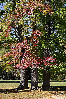 포토 JPG 해외이미지 나무 식물 계절 공원 여행 낙엽 잎 밭 자연 하늘 휴식 건조 건강 파노라마 풍경 사람없음 야외 빨간색 초록색 파란색 컬러풀 갈색 노란색 여행객 놀람 하이킹 가을 나뭇가지 숲 강렬 불가리아 많음 해외포토 공공시설 감정 컬러 컨셉 농업 레저 촬영기법 표정 사람 생태계 파일형식 남유럽 이미지허브