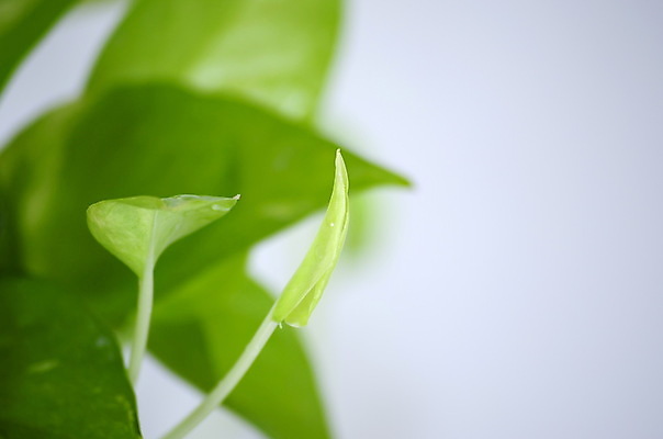 포토 JPG 해외이미지 나무 식물 디자인 꽃 화초 백그라운드 잎 자연 주택 실내 사람없음 내부 장식 초록색 정원 봄 방 흰색 나뭇가지 인사 신선 황금 냄비 작음 자르기 꽃집 원예 포도나무 아이비 내추럴 고립 심기 그리너리 해외포토 계절 컬러 모션 취미 건물 상점 예절 솥 크기 과일나무 생태계 파일형식 트랜드컬러 이미지허브