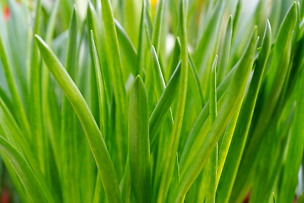 포토 JPG 해외이미지 나무 식물 계절 백그라운드 컨셉 잎 농업 자연 새로움 씨앗 사람없음 초록색 농장 새싹 환경 정원 흙 봄 성장 신선 작음 땅 원예 먼지 내추럴 땅바닥 모종 생태학 해외포토 교육 산업 컬러 바닥 취미 크기 생태계 파일형식 이미지허브