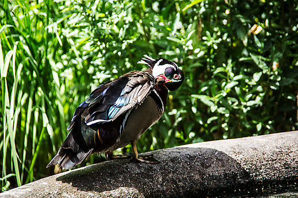 포토 JPG 해외이미지 사람없음 초록색 수영 깃털 나무껍질 거위 물새 해외포토 나무 컬러 조류 껍질 수상스포츠 파일형식 이미지허브