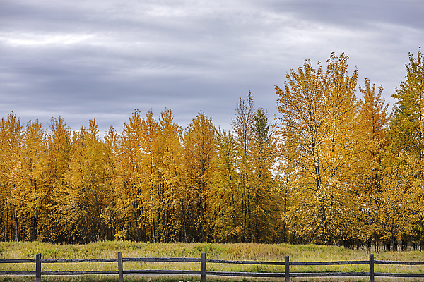 포토 JPG 해외이미지 나무 식물 구름 계절 공원 백그라운드 잎 오렌지 자연 하늘 아침 풍경 사람없음 야외 초록색 빛 컬러풀 노란색 환경 활발 성장 가을 나뭇가지 시골 황금 숲 질감 10월 내추럴 해외포토 주간 자연요소 공공시설 컬러 컨셉 과일 날짜 생태계 파일형식 이미지허브