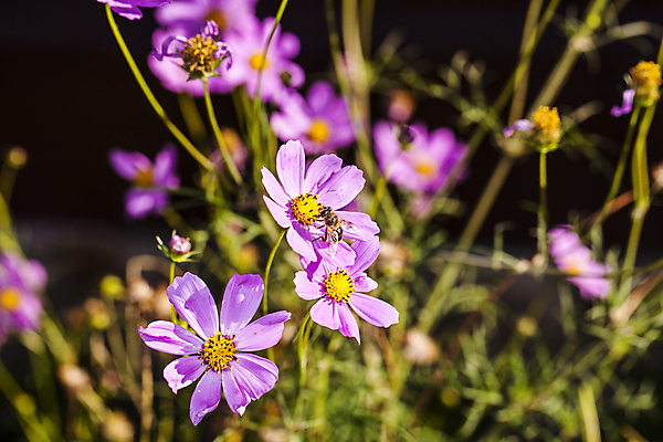 포토 JPG 해외이미지 식물 동물 꽃잎 꽃 야생동물 과학 곤충 자연 사람없음 야외 여름 반려동물 머리 환경 검은색 봄 줄무늬 활발 벚꽃 작업 선택 작음 수분 벌 먹기 싱글 바쁨 꽃가루 꿀 엉겅퀴 내추럴 꽃수술 동물상 수유 호박벌 전경 해외포토 계절 컬러 컨셉 무늬 모션 풍경 신체부위 조형물 벌_곤충 크기 가루 생태계 파일형식 탑뷰 이미지허브