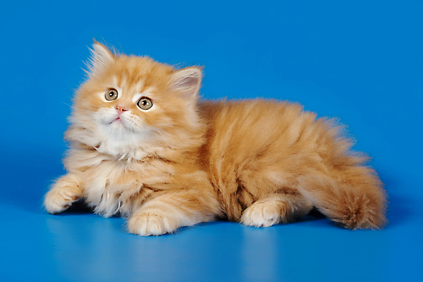 포토 JPG 해외이미지 동물 1 응시 백그라운드 포유류 자연 털 사람없음 반려동물 고양이 회색 흰색 얼룩무늬 솜털 산악지대 고립 기르기 직진 스코틀랜드 해외포토 시선 컬러 무늬 영국 산 생태계 돌봄 파일형식 이미지허브